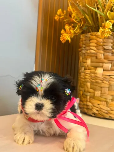 Shih Tzu
