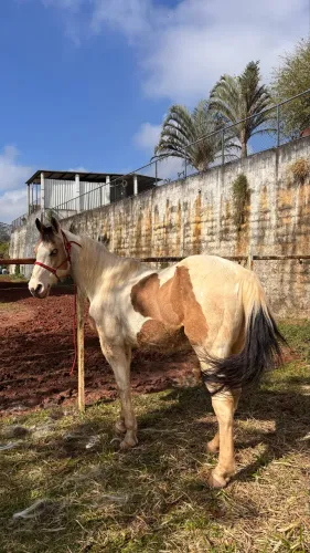 Cavalo pampa paint horse