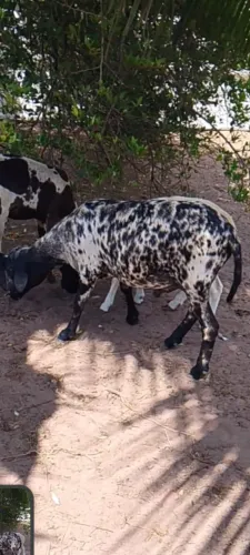 01 Carneiro ,da raça santa Inês CHITADO.