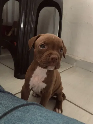 Pitbull Filhote