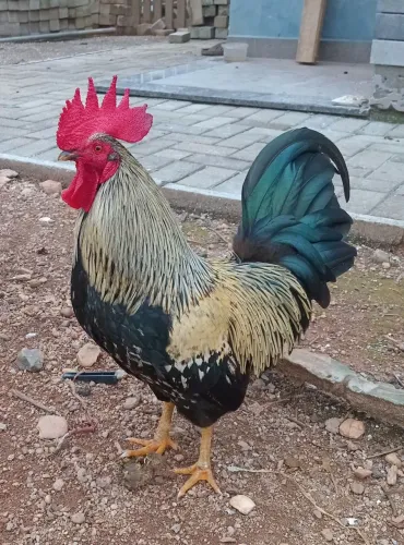 Galo Índio Garnizé