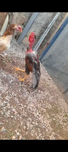 Casal de Índio Bico Curto 