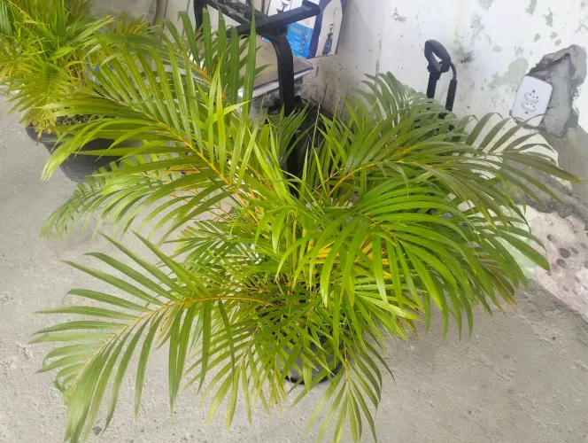 Vendo plantas de sombra