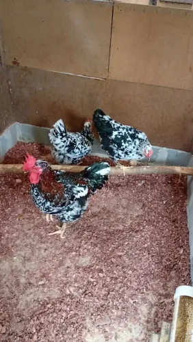 Galinha GSB