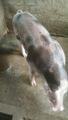 Porco Pietran