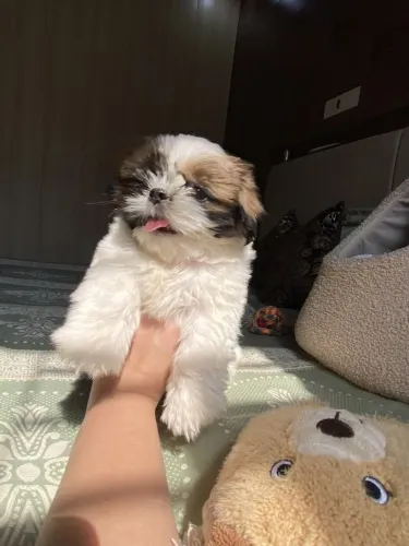 Shih Tzu Seu próximo doguinho está esperando por você
