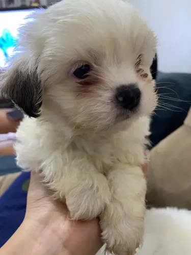  ? Lindos Filhotes de Shih Tzu Disponíveis!  Procurando um companheiro amoroso