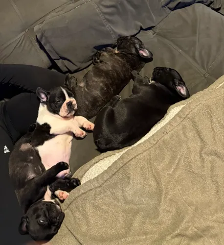Bulldog Francês