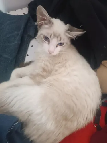 Filhote de gato doação 