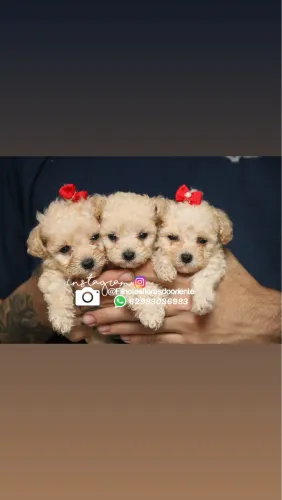 Poodle Toy Insta gram @filhotesfloresdooriente