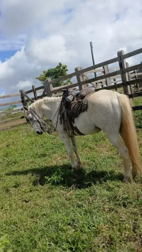 Vende-se cavalo