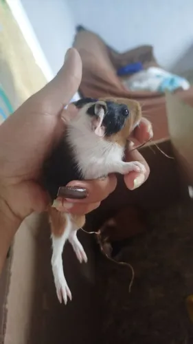 Animais