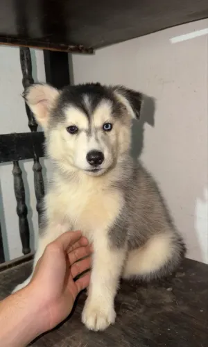 Husky siberianos