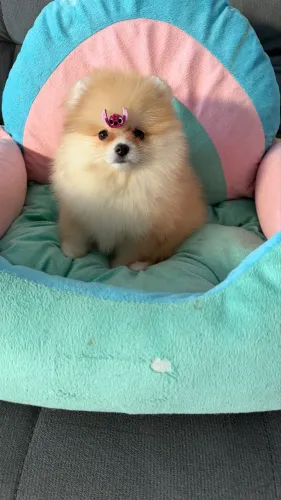 Filhotes de Spitz alemão anão / Lulu da pomerania
