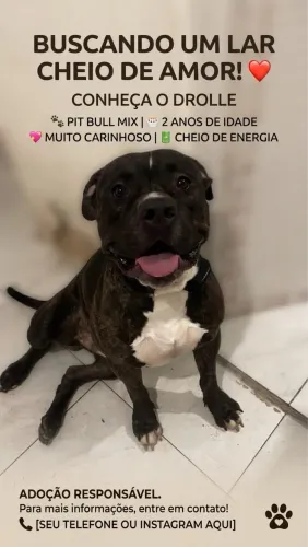 Pit Bull doação responsável
