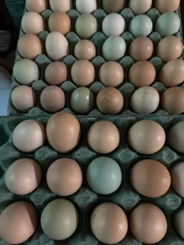 Ovos caipira 20,00 cartela