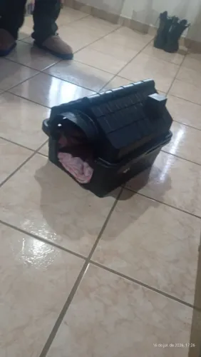 Casinha de cachorro