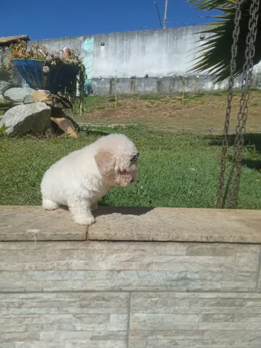 Poodle toy 