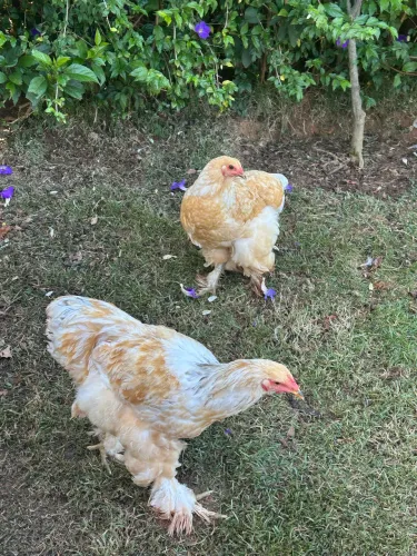 Casal Brahma lemon