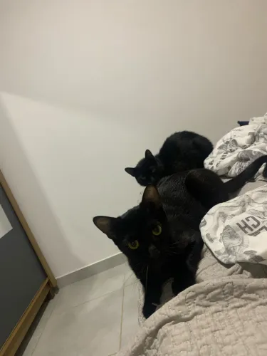 Doação de gatos 