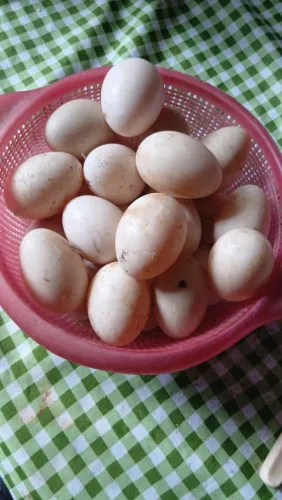 Ovos de pata ferteis