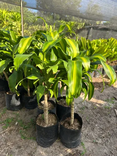 Muda de Dracena arbórea