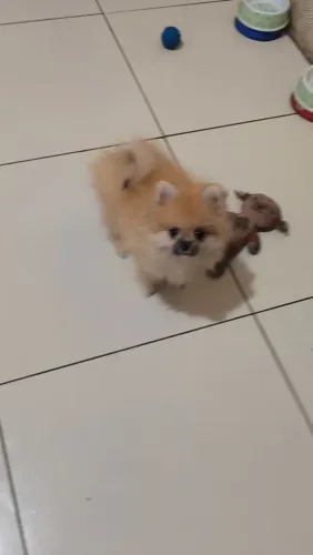 Spitz Alemão lulu da Pomerânia
