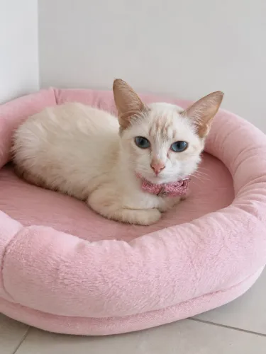 Gatinhos para adoção responsável 
