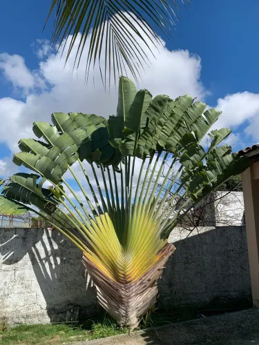 Mudas de Palmeira-do-Viajante à Venda