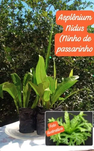 KIT MUDAS ( 1 MARANTA CINZA 1 ASPLENIUM NIDUS))