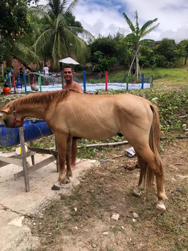 Cavalo Mestiço 