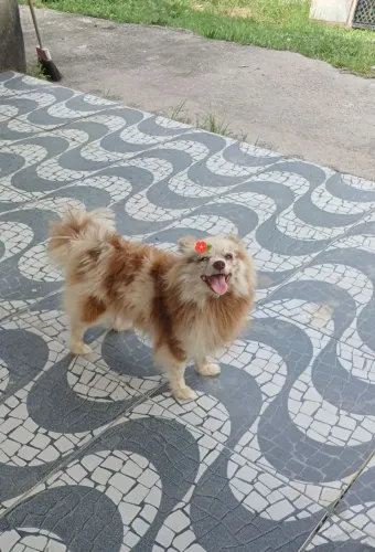 Spitz alemão fêmea merle 