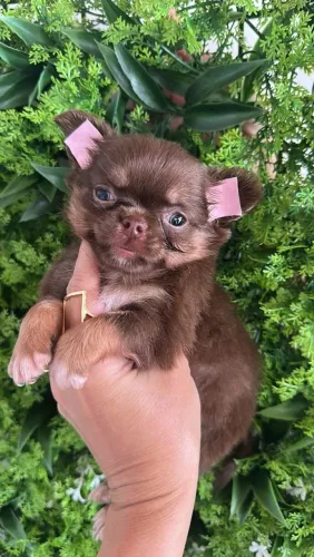 Chihuahua macho. A cor mais desejada e procurada!
