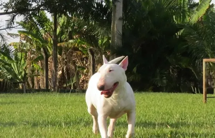 Bull terrier macho cor branca filhote com 56 dias vacinados com pedigree e garantia saúde