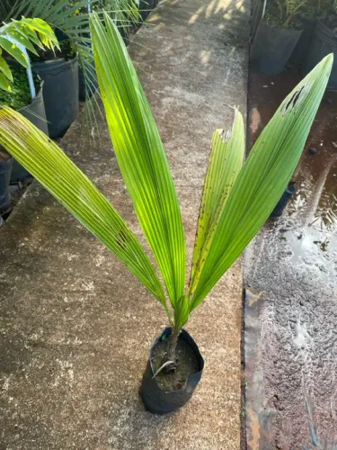 Muda de Gueiroba