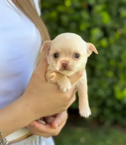 Chihuahua Macho cor Gold: Elegância e Carinho em Forma de Filhote!