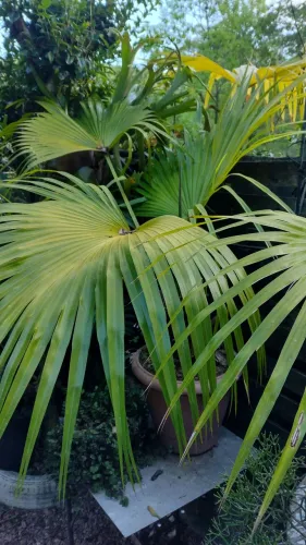 Muda de palmeira leque da china (1,5m de altura)