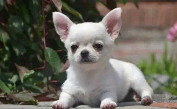 Chihuahua Pequeno Fêmea Charmosa e Dócil