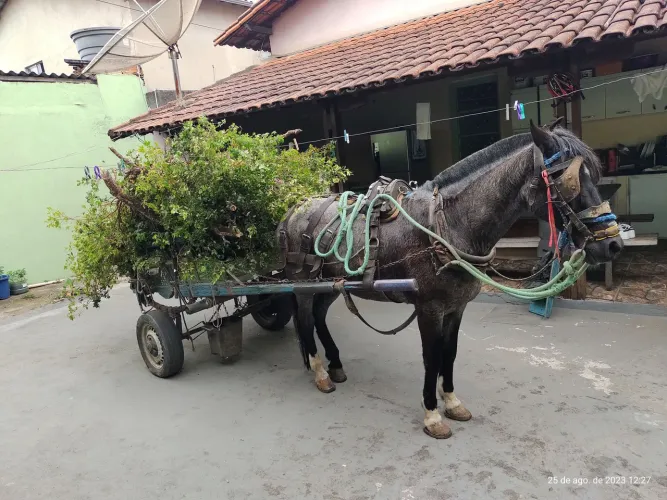 Carroceiro retirada de entulhos contagem