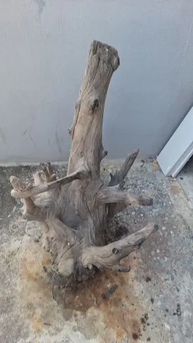 Tronco de raiz