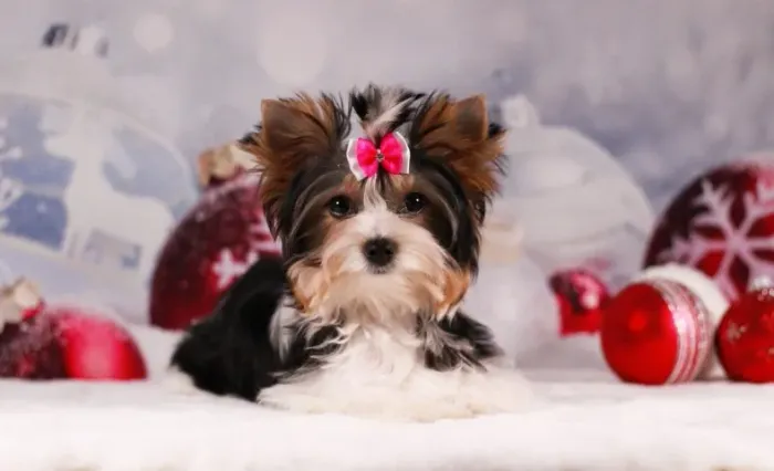 Biewer Terrier Fêmea Tricolor Elegância e Doçura em um Só Cãozinho