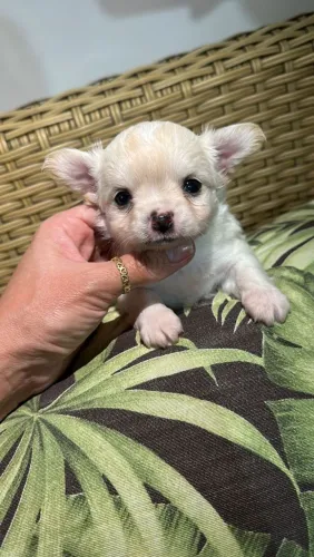Chihuahua creme entrega imediata venha garantir o seu