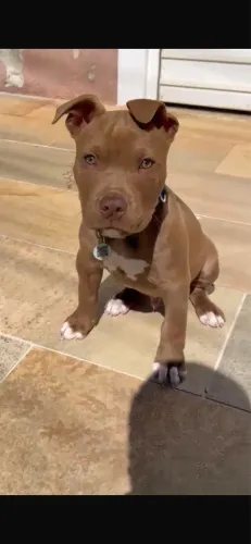 Pitbull alto padrão 2 meses macho