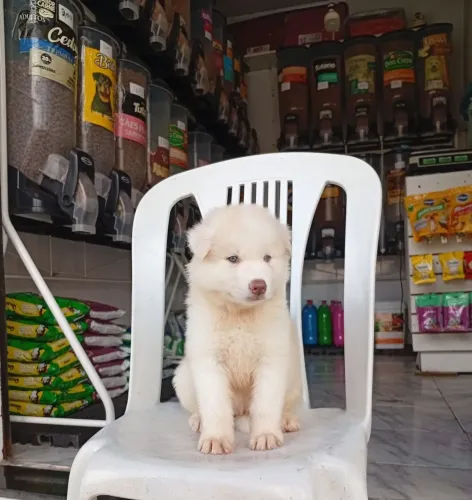 Husky siberiano fêmea e machos disponível