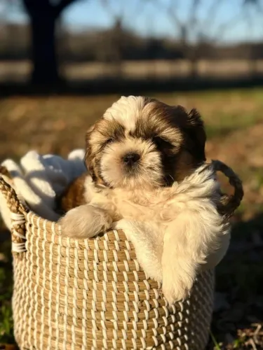 Filhotes de Shih Tzu | Amor que te escolhe.