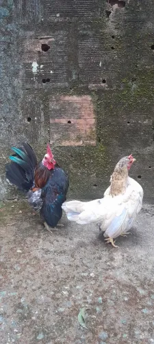 Casal galinha