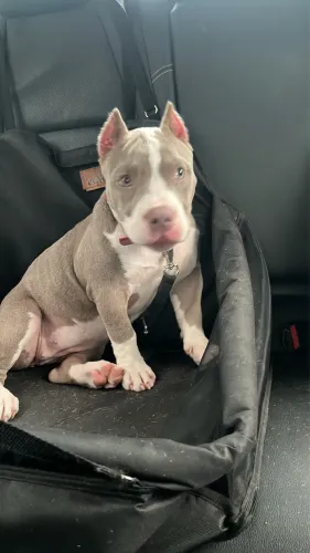 Vendo um filhote de american bully micro