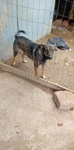Cachorro  Porte grande castrado