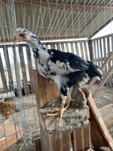 Frango GSB 60 dias