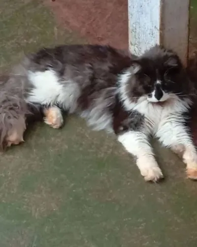 Maine coon com 1ano e 8meses,com pedigree